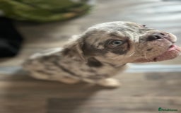 French Bulldog dogs for sale: x2 boys🔥🐾Ready Now🔥🐾Fluffy French bulldogs🔥🐾 in Rotherham - Image 31