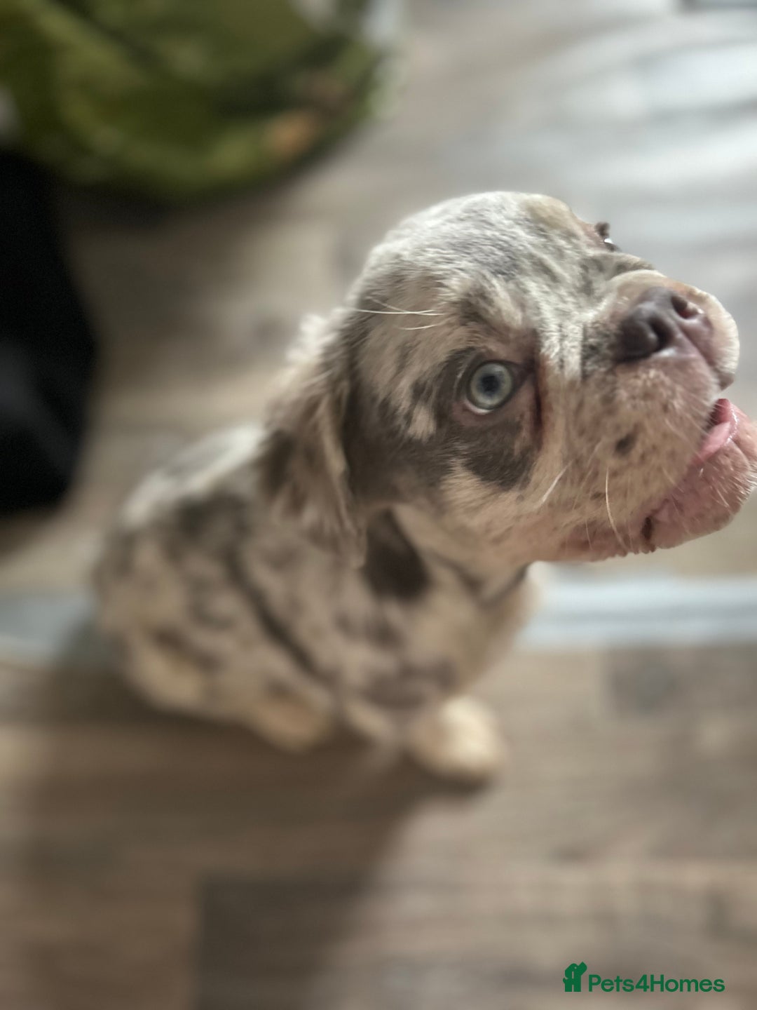 French Bulldog dogs for sale: x2 boys🔥🐾Ready Now🔥🐾Fluffy French bulldogs🔥🐾 in Rotherham - Image 31