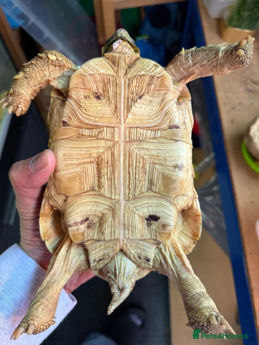 Tortoise reptiles for sale: Leopard male tortoise for sale - Advert 4
