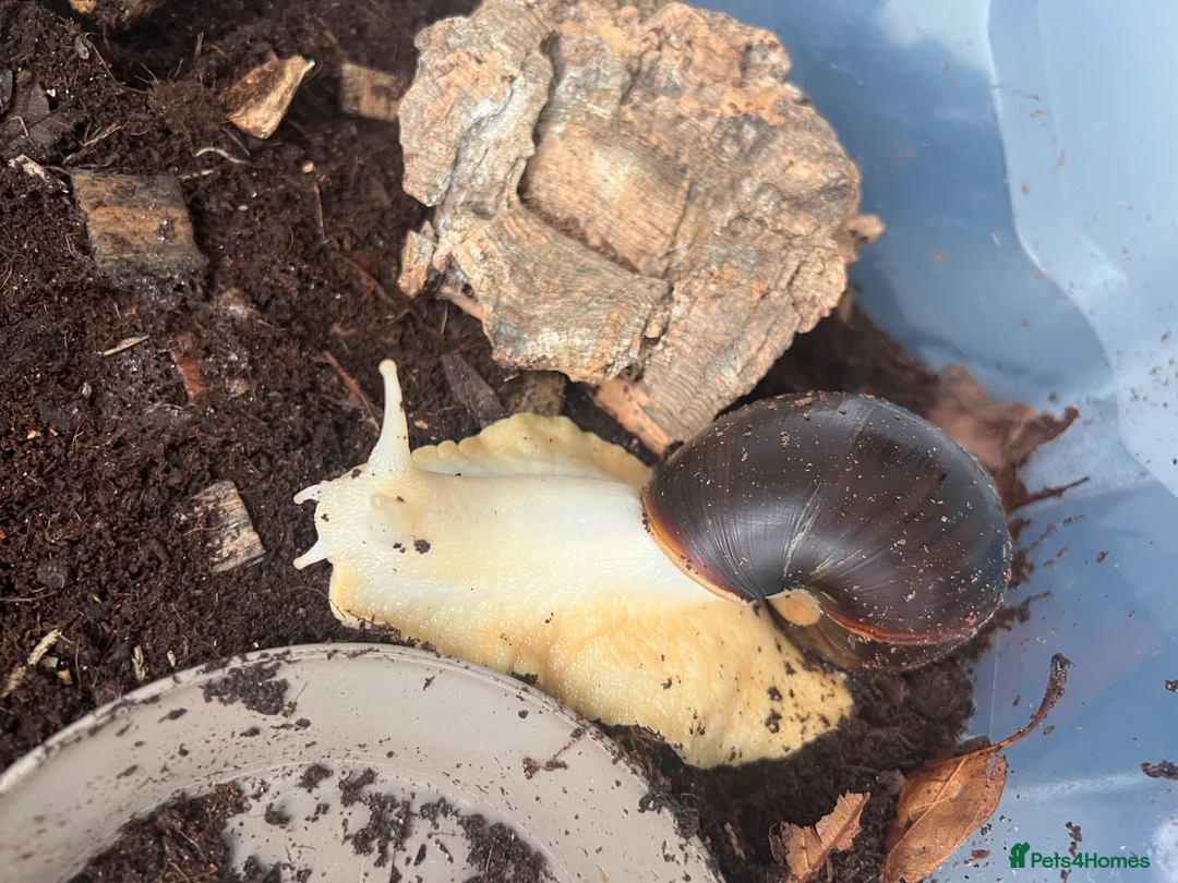 Snails invertebrates for sale: Giant African Land Snail and Tank/heater - Advert 1