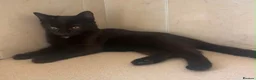 Domestic Shorthair cats for sale: Black Kittens For Sale  - Advert 12