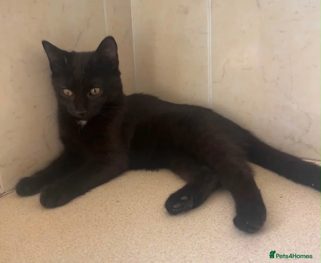 Domestic Shorthair cats for sale: Black Kittens For Sale  - Advert 12