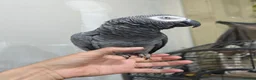 Parrots birds for sale: African grey female - Advert 3