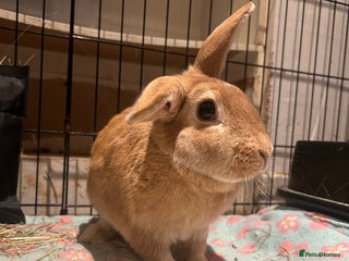 Rex rabbits Female rabbit for rehome - Advert 2