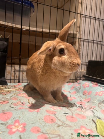 Rex rabbits Female rabbit for rehome - Advert 1