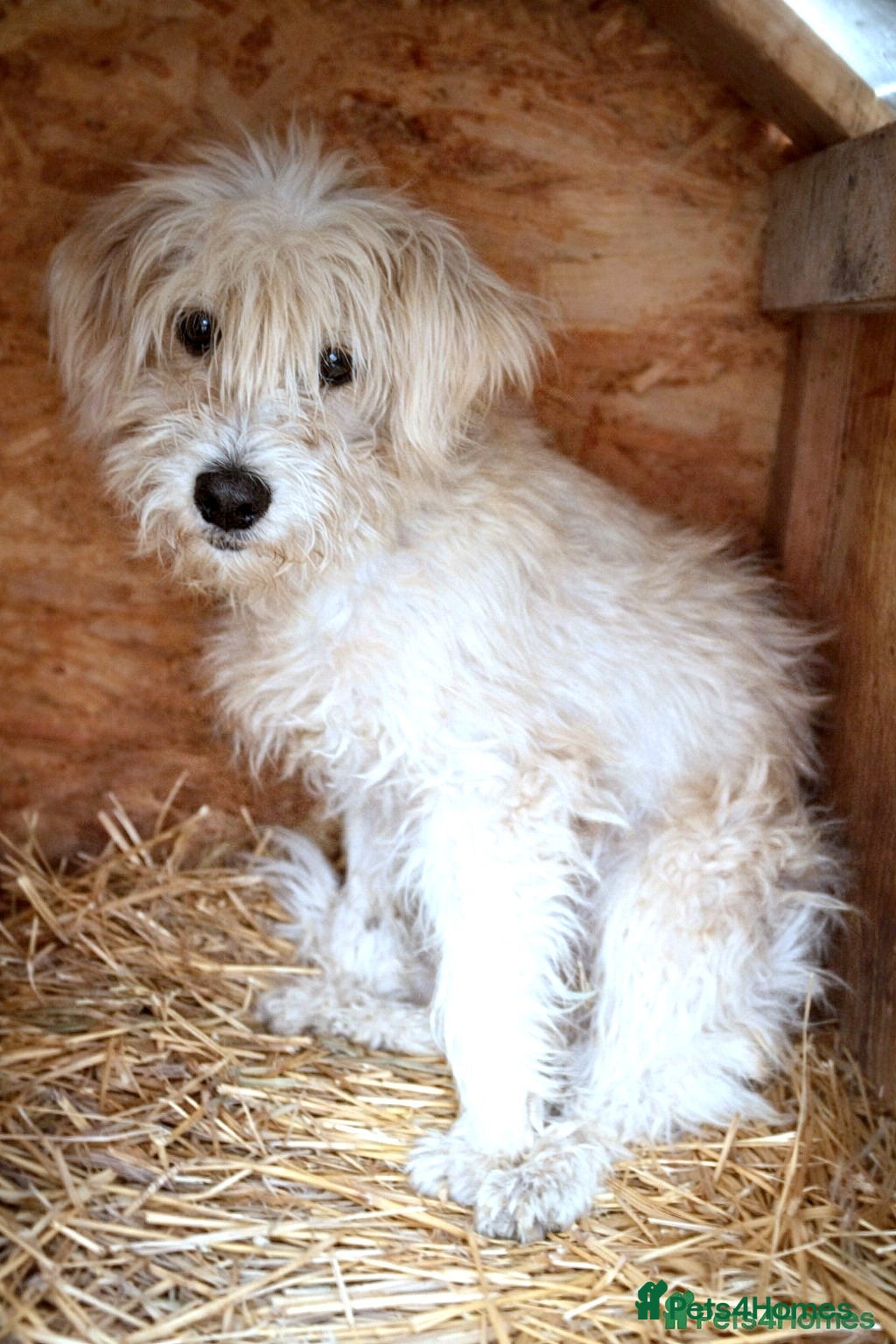 Mixed Breed dogs ✨HIT BY A VEHICLE — LEFT FOR DEAD — CHOSE TO LIVE✨ - Advert 3