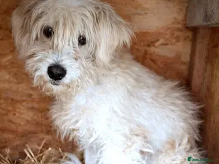 Mixed Breed dogs ✨HIT BY A VEHICLE — LEFT FOR DEAD — CHOSE TO LIVE✨ - Advert 3