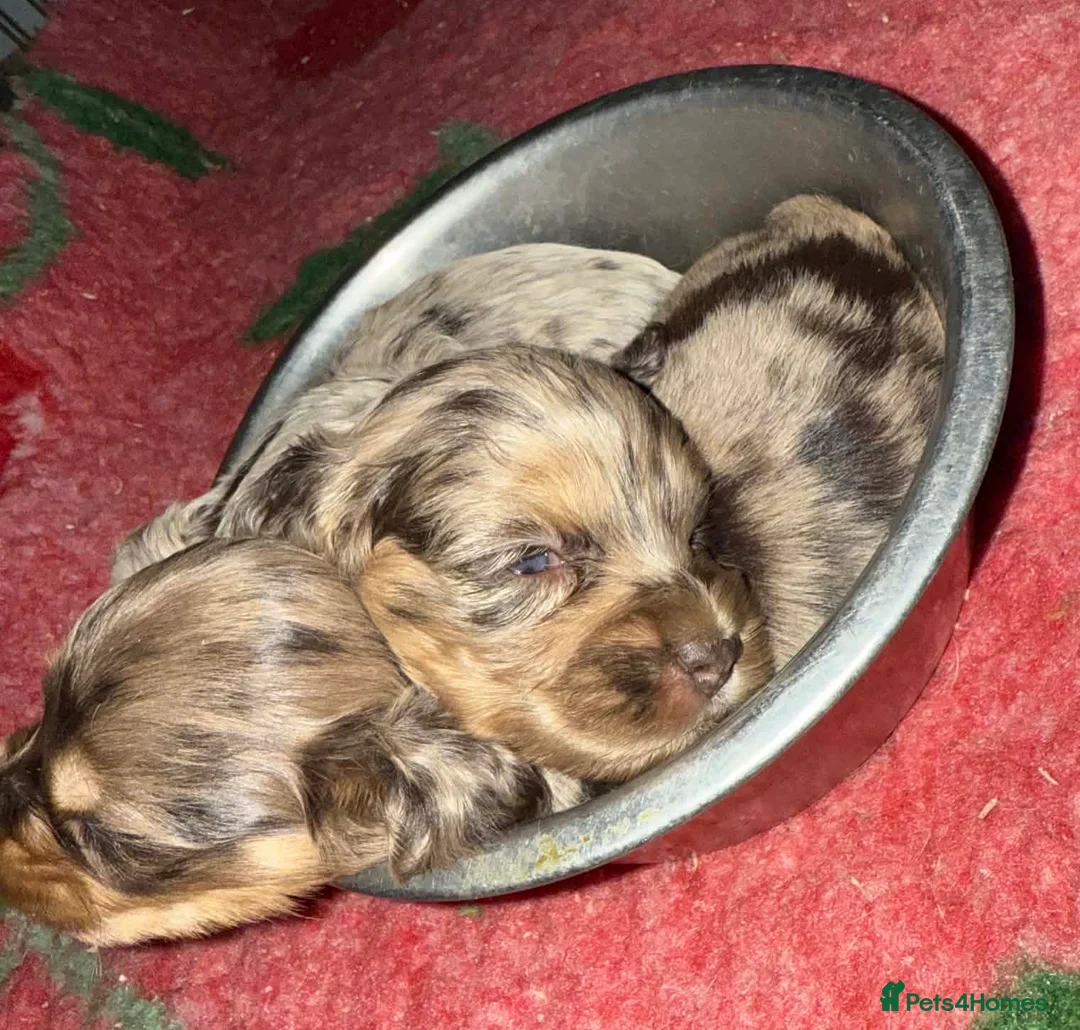 Cockapoo dogs for sale: Chocolate merl and tan point American cockapoo  - Advert 6