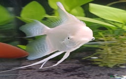 Angelfish fish for sale: White platinum blushing angelfish  - Image 3