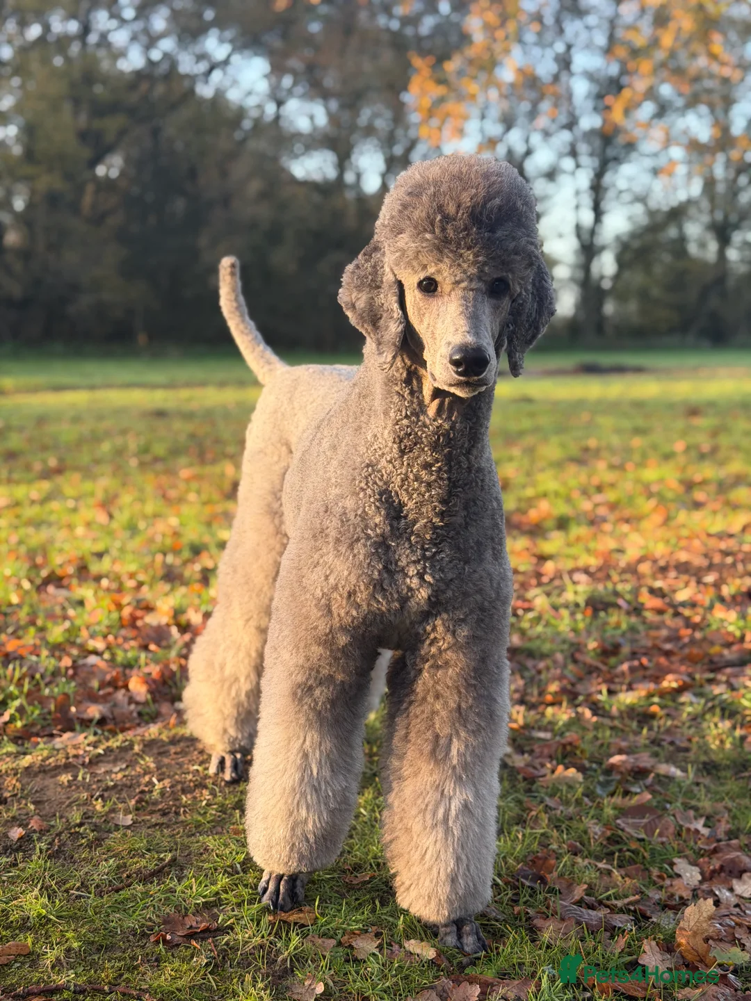 Standard Poodle dogs for sale: KC Reg, Fully Health Tested Standard Poodles  - Advert 1