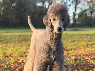 Standard Poodle dogs KC Reg, Fully Health Tested Standard Poodles - Advert 6