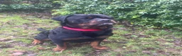 Rottweiler dogs for stud: 3 year old Rottweiler for stud - Advert 3