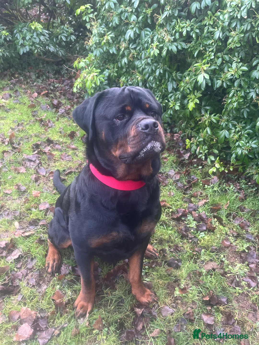 Rottweiler dogs for stud: 3 year old Rottweiler for stud - Advert 3