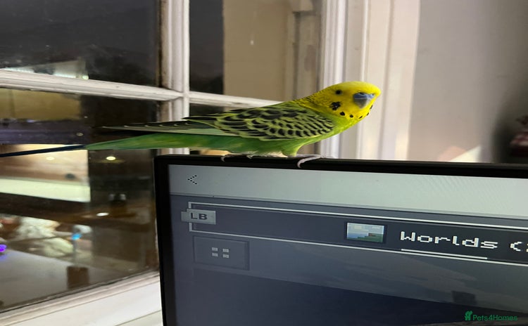 Budgerigars birds 2 Year old male budgie needing experienced owner  - Advert 4