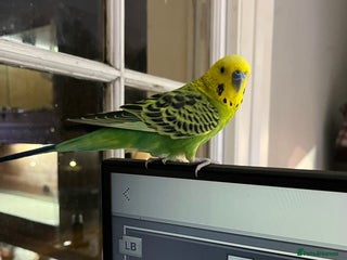 Budgerigars birds 2 Year old male budgie needing experienced owner - Advert 1
