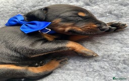 Dobermann dogs for sale: KC REGISTERED HEALTH TESTED DOBERMAN PUPS - Image 6