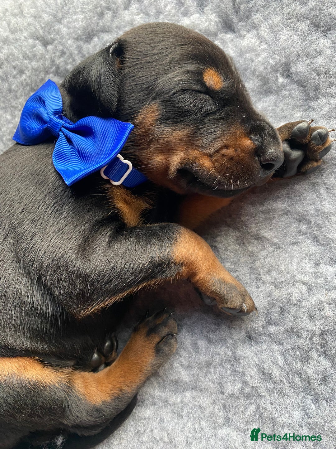 Dobermann dogs for sale: KC REGISTERED HEALTH TESTED DOBERMAN PUPS - Image 6
