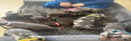 Dachshund dogs for sale: 9 amazing dapple dachshund puppys  - Advert 6