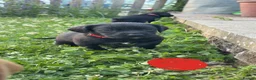 Cockerdor dogs for sale: 1 BEAUTIFUL COCKERDOR LEFT TO FIND FOREVER HOME - Advert 19