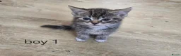 Mixed Breed cats for sale: 8 Kittens for sale  - Advert 2