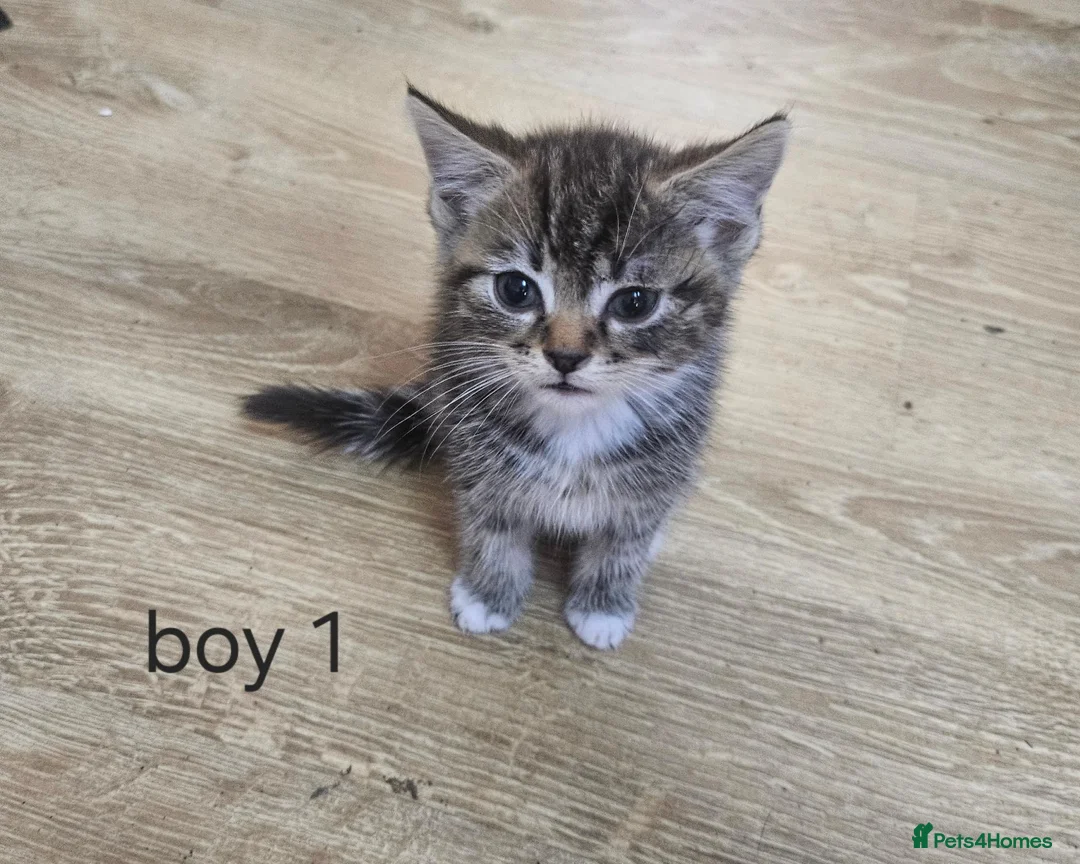 Mixed Breed cats for sale: 8 Kittens for sale  - Advert 2