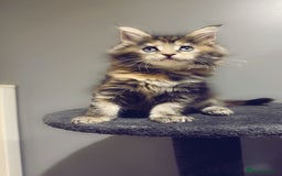 Maine Coon cats for sale: Kittens Available  - Image 5