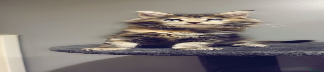Maine Coon Kitten 6
