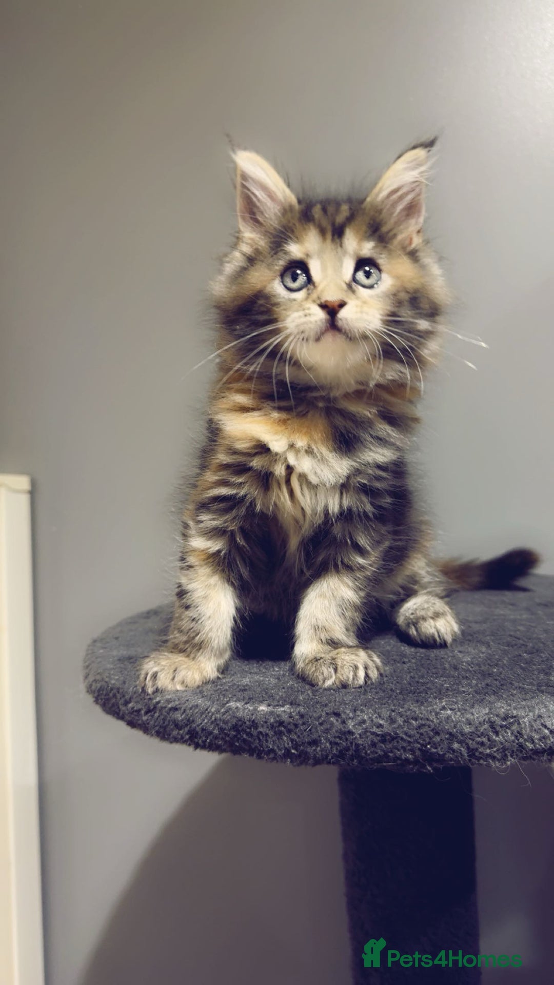 Maine Coon cats for sale: Kittens Available  - Image 5