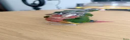 Conures birds for sale: Handreared Tame Conure Chicks Mooncheek rose crown - Advert 7