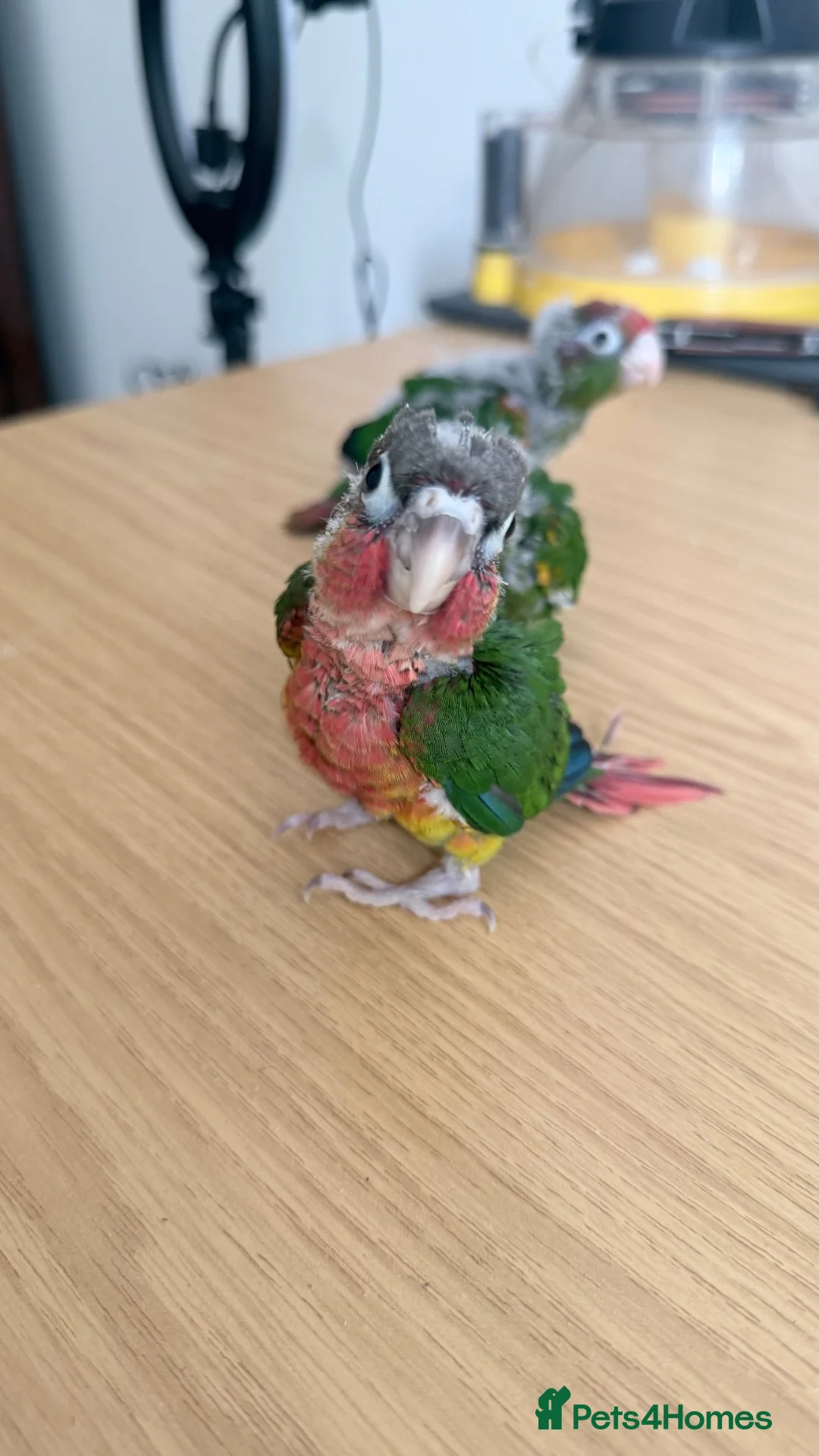Conures birds for sale: Handreared Tame Conure Chicks Mooncheek rose crown - Advert 7