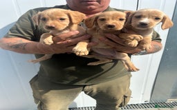 Cockerdor dogs for sale: Quality litter of cockerdors Blacks £450 Gold £550 - Image 4