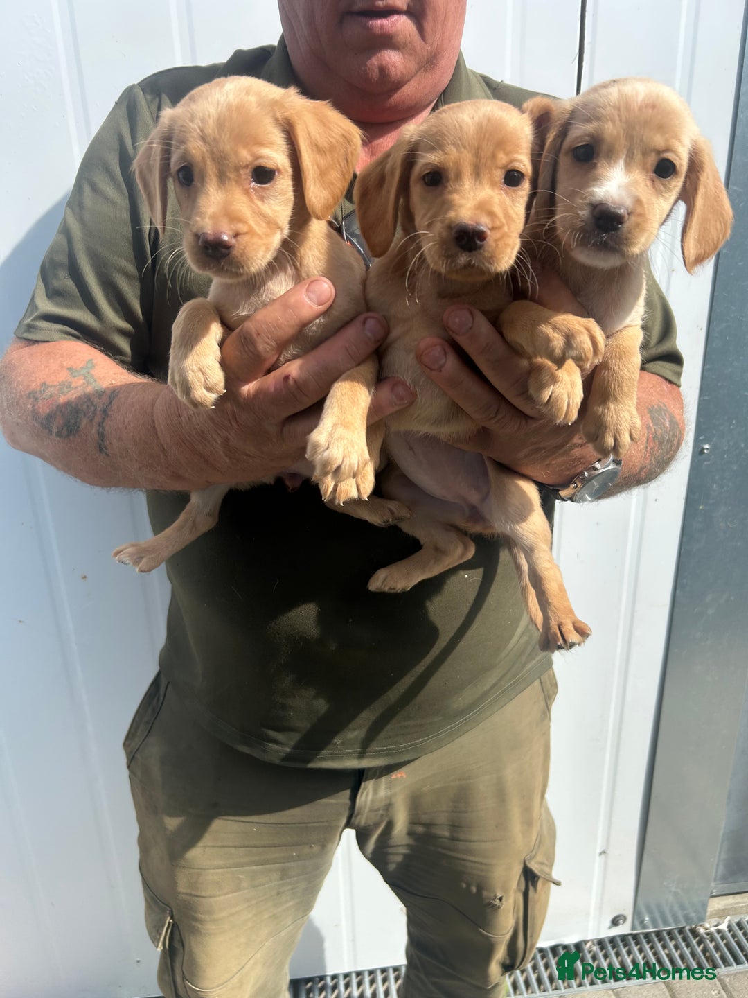 Cockerdor dogs for sale: Quality litter of cockerdors Blacks £450 Gold £550 - Image 4