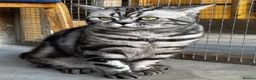 British Shorthair cats for sale: 💙 RETIRED PEDIGREE CHUNKY SILVER TABBY BSH BOY 💙 - Advert 4