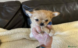 Chihuahua dogs for sale: Chihuahua long coat puppies ...only BOY left - Image 38