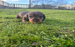 Dachshund dogs for sale: WHD - Wirehaired Dachshund (Teckle) Pups - Image 34