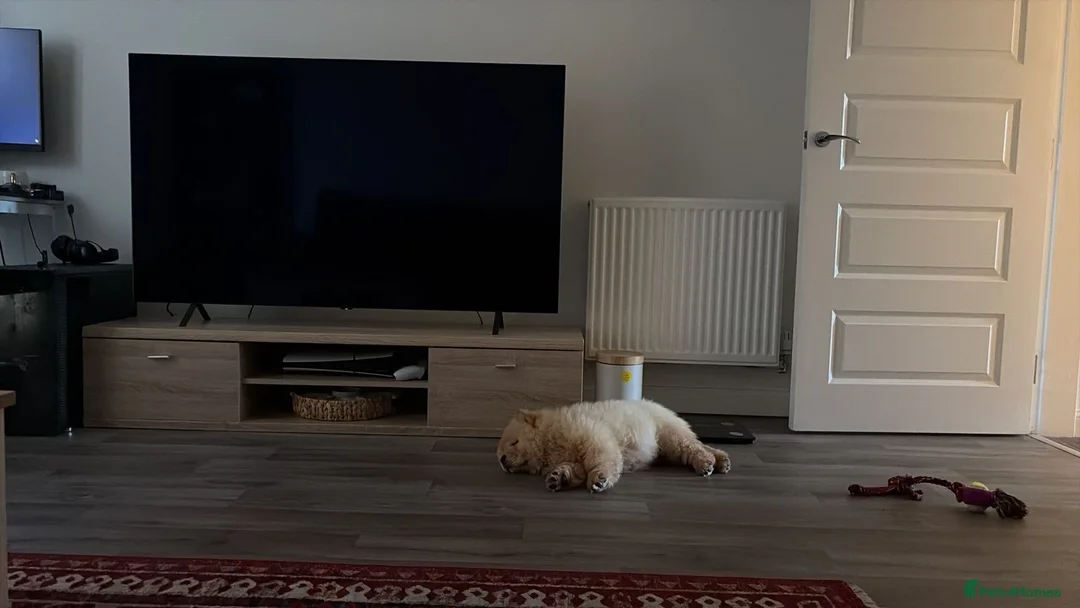 Chow Chow dogs for sale: Cream Chow Chow in Coventry - Advert 2