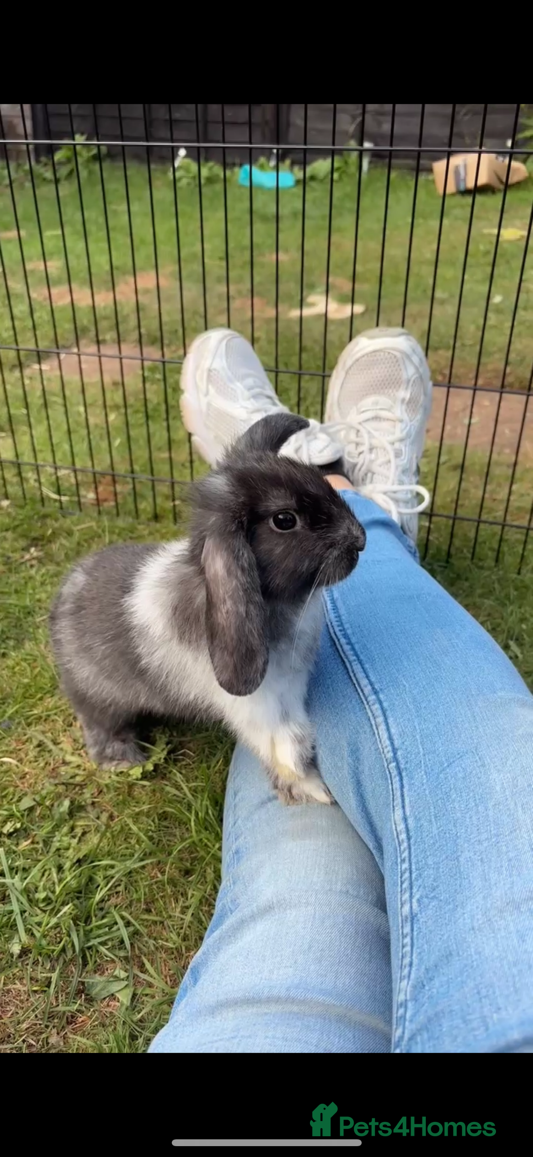 Mini Lop rabbits for sale: 3 mini lops for sale  - Advert 4