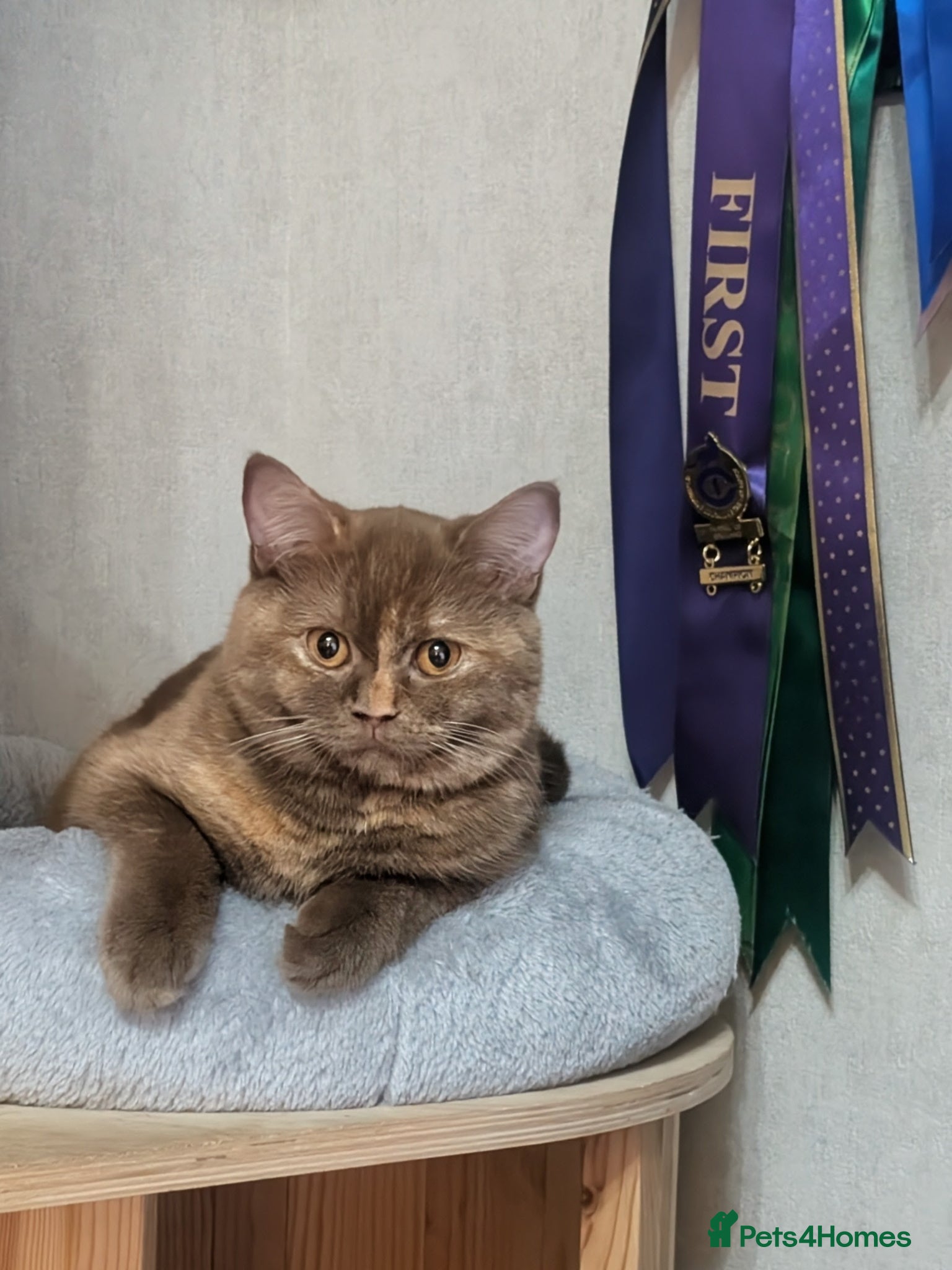 British Shorthair cats Active queens Gccf /Tica  - Advert 18