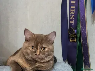 British Shorthair cats Active queens Gccf /Tica - Advert 18