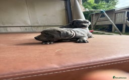 Staffordshire Bull Terrier dogs for sale: Blue Staffordshire puppies  - Image 6