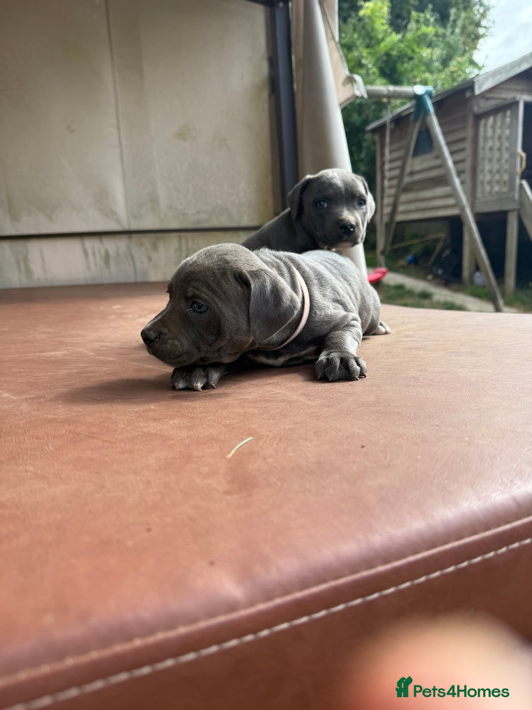Staffordshire Bull Terrier dogs for sale: Blue Staffordshire puppies  - Image 6