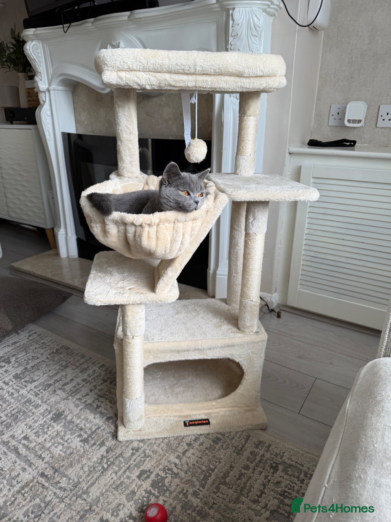 British Shorthair cats British shorthair  - Advert 1