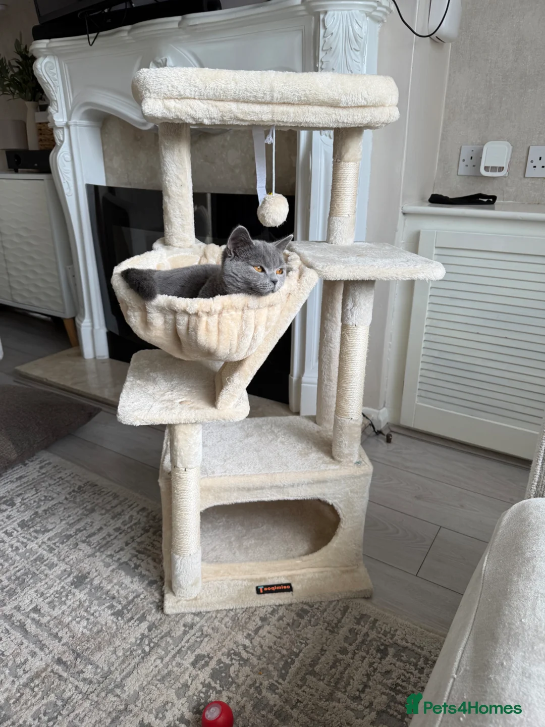 British Shorthair cats for sale: British shorthair  - Advert 1