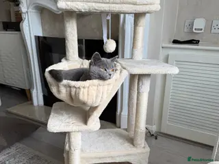 British Shorthair cats British shorthair - Advert 3