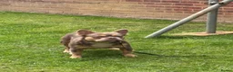 French Bulldog dogs for sale: French bulldog ( fluffy) - Advert 9