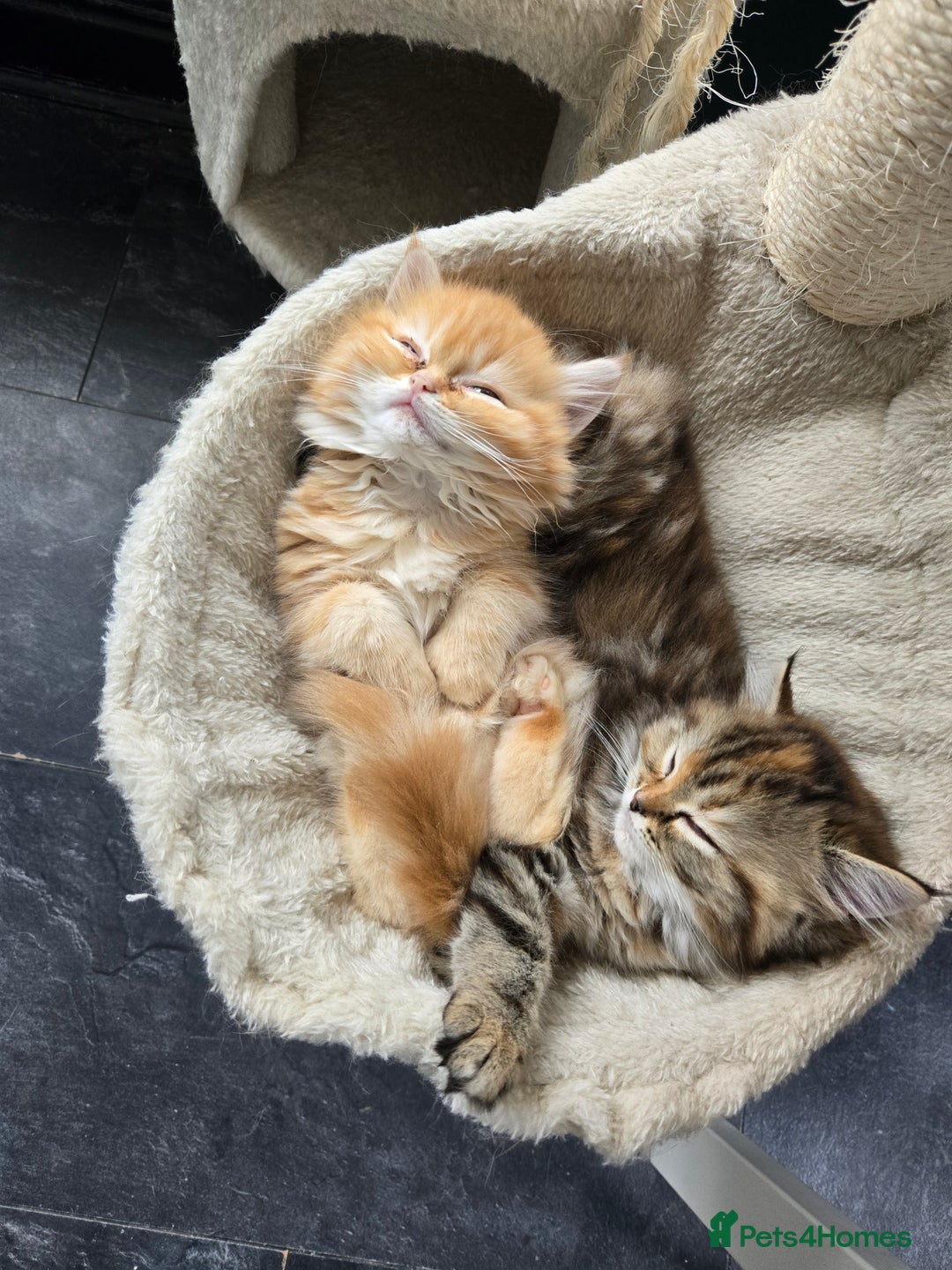 Persian cats for sale: Outstanding Full Persian Kittens for Sale - Image 30