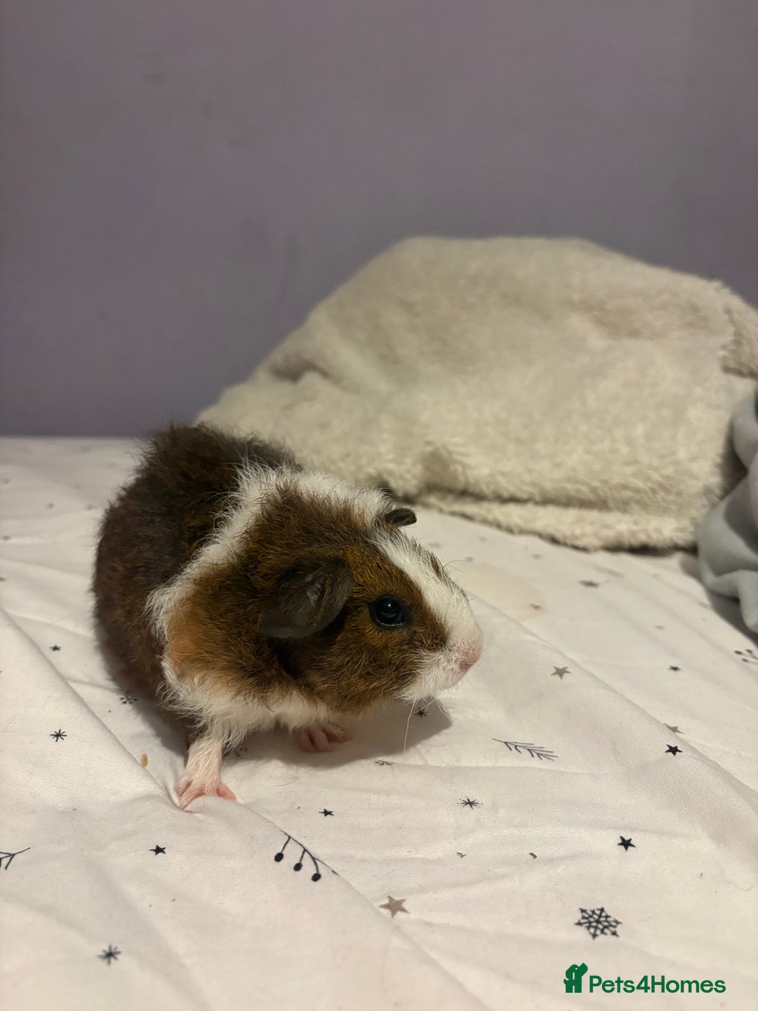 Guinea Pig rodents for sale: 2 male Guinea pigs - Advert 2