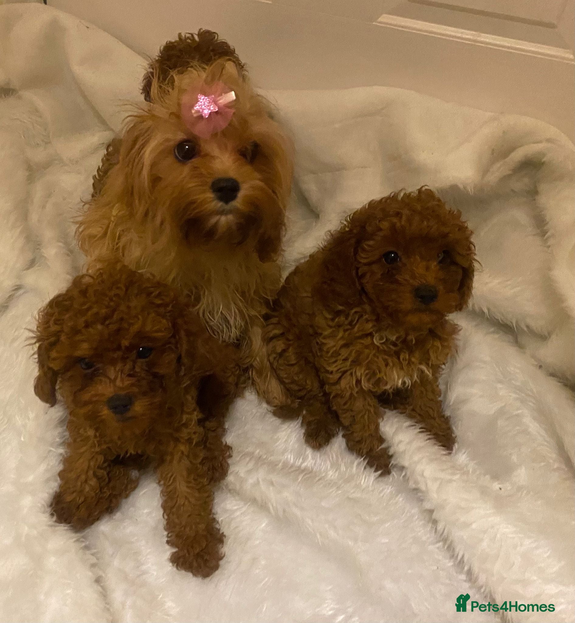 Cavapoo dogs Toy Cavapoo x Toy AsianPoodle DNA,BVA,HEART CLEAR - Advert 1