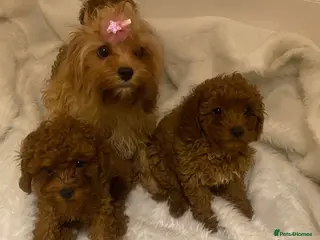 Cavapoo dogs Toy Cavapoo x Toy AsianPoodle DNA,BVA,HEART CLEAR - Advert 1