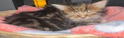 Siberian cats for sale: Kittens for sale bradford - Advert 7